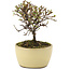 Cotoneaster horizontalis, 10,5 cm, ± 5 years old