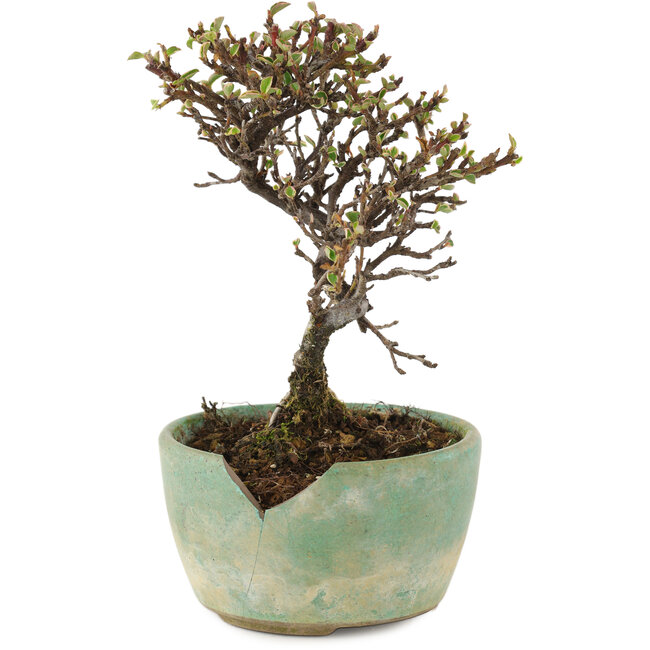 Cotoneaster horizontalis, 13 cm, ± 5 años, en maceta rota