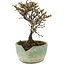 Cotoneaster horizontaleis, 13 cm, ± 5 jaar oud, in een kapotte pot