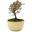 Cotoneaster horizontaleis, 10,5 cm, ± 5 jaar oud