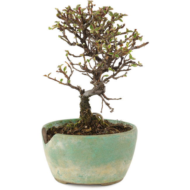 Cotoneaster horizontalis, 13 cm, ± 5 Jahre alt, in einem kaputten Topf