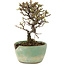 Cotoneaster horizontaleis, 13 cm, ± 5 jaar oud, in een kapotte pot