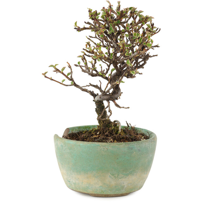 Cotoneaster horizontalis, 13 cm, ± 5 Jahre alt, in einem kaputten Topf