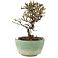 Cotoneaster horizontaleis, 13 cm, ± 5 jaar oud, in een kapotte pot