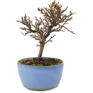 Cotoneaster horizontaleis, 13 cm, ± 5 jaar oud