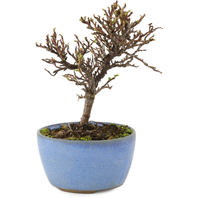 Cotoneaster horizontalis, 13 cm, ± 5 años