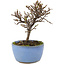 Cotoneaster horizontaleis, 13 cm, ± 5 jaar oud