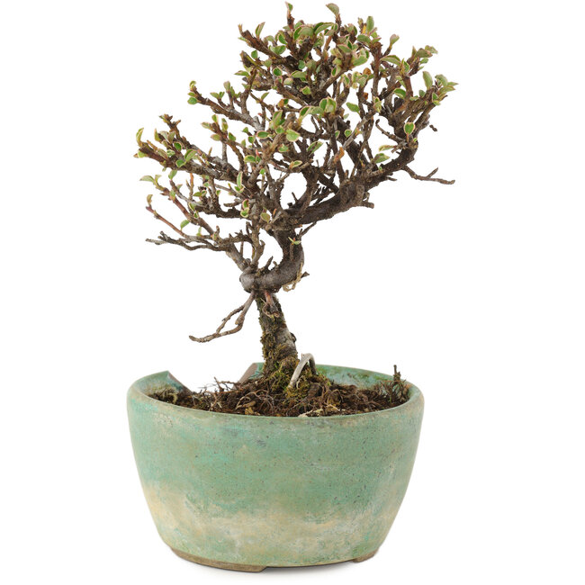 Cotoneaster horizontaleis, 13 cm, ± 5 jaar oud, in een kapotte pot