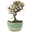 Cotoneaster horizontalis, 13 cm, ± 5 ans, dans un pot cassé