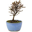 Cotoneaster horizontalis, 13 cm, ± 5 Jahre alt