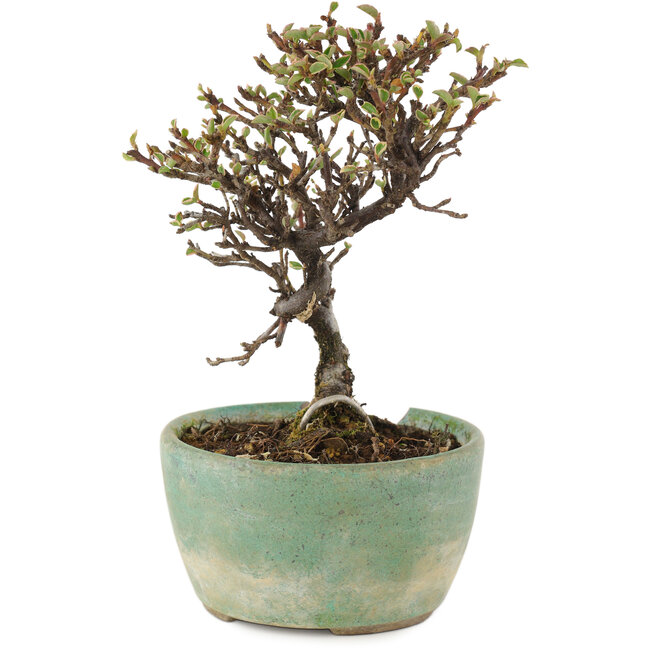 Cotoneaster horizontalis, 13 cm, ± 5 Jahre alt, in einem kaputten Topf