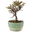 Cotoneaster horizontaleis, 13 cm, ± 5 jaar oud, in een kapotte pot