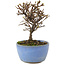 Cotoneaster horizontalis, 13 cm, ± 5 Jahre alt