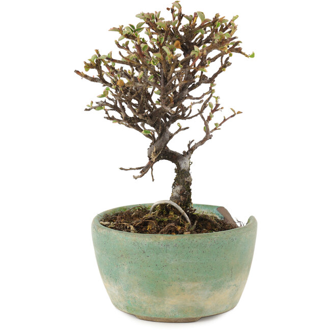 Cotoneaster horizontalis, 13 cm, ± 5 años, en maceta rota