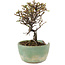 Cotoneaster horizontaleis, 13 cm, ± 5 jaar oud, in een kapotte pot