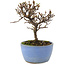 Cotoneaster horizontalis, 13 cm, ± 5 Jahre alt