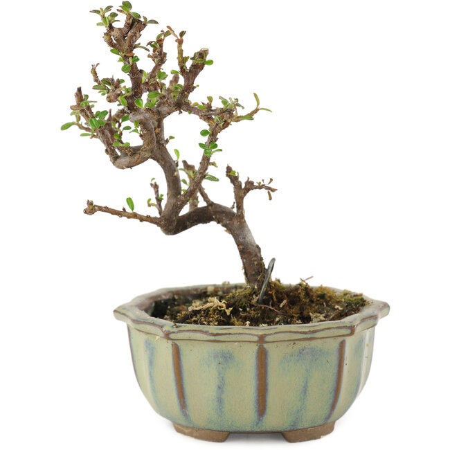 Cotoneaster horizontaleis, 12 cm, ± 5 jaar oud