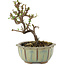 Cotoneaster horizontalis, 12 cm, ± 5 ans