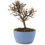 Cotoneaster horizontalis, 13 cm, ± 5 Jahre alt