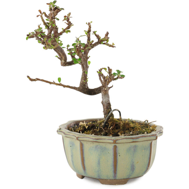 Cotoneaster horizontalis, 12 cm, ± 5 Jahre alt