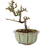 Cotoneaster horizontaleis, 12 cm, ± 5 jaar oud