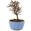 Cotoneaster horizontalis, 13 cm, ± 5 ans