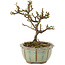 Cotoneaster horizontaleis, 12 cm, ± 5 jaar oud