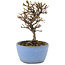 Cotoneaster horizontalis, 13 cm, ± 5 ans