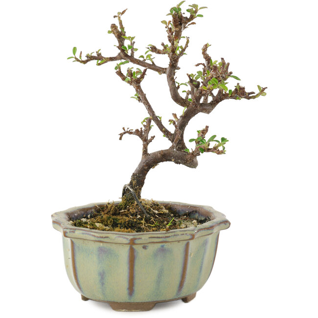 Cotoneaster orizzontalis, 12 cm, ± 5 anni