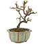 Cotoneaster horizontaleis, 12 cm, ± 5 jaar oud