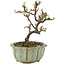 Cotoneaster horizontalis, 12 cm, ± 5 ans