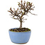 Cotoneaster horizontalis, 13 cm, ± 5 ans