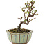 Cotoneaster horizontaleis, 12 cm, ± 5 jaar oud