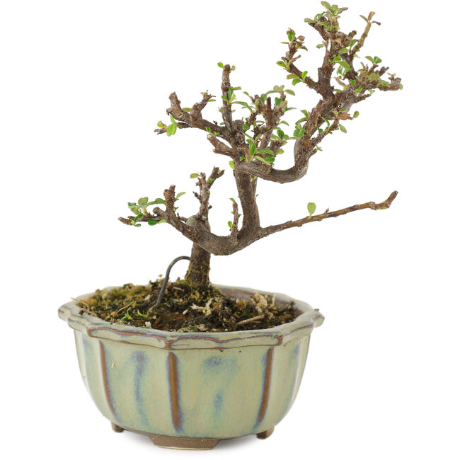 Cotoneaster horizontaleis, 12 cm, ± 5 jaar oud