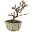 Cotoneaster horizontalis, 12 cm, ± 5 Jahre alt