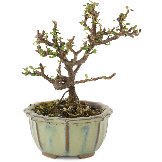 Cotoneaster horizontalis, 12 cm, ± 5 años
