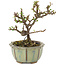Cotoneaster horizontalis, 12 cm, ± 5 ans