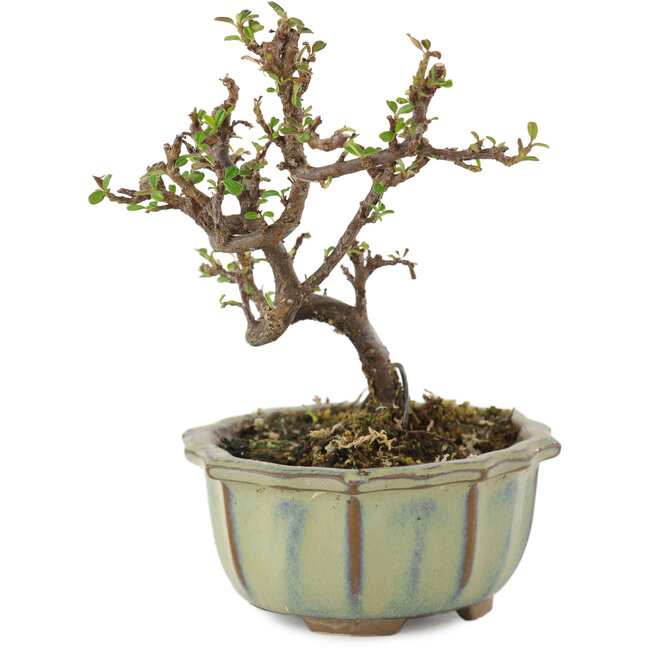 Cotoneaster horizontalis, 12 cm, ± 5 Jahre alt
