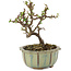 Cotoneaster horizontalis, 12 cm, ± 5 ans