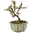 Cotoneaster horizontalis, 12 cm, ± 5 years old