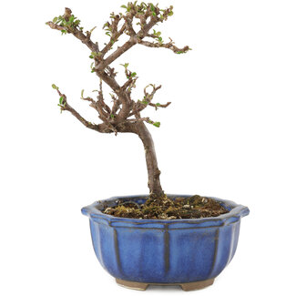 Cotoneaster horizontaleis, 13 cm, ± 5 jaar oud