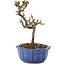 Cotoneaster horizontalis, 13 cm, ± 5 Jahre alt