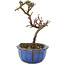 Cotoneaster horizontalis, 13 cm, ± 5 Jahre alt