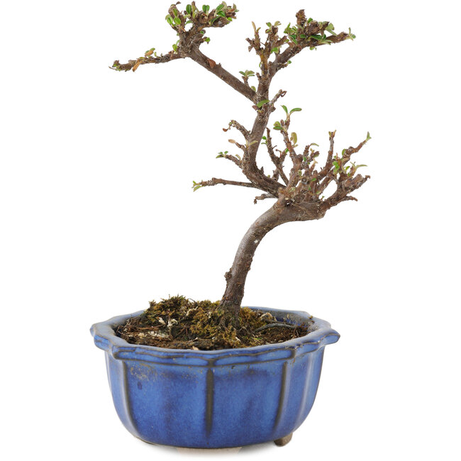 Cotoneaster horizontalis, 13 cm, ± 5 ans