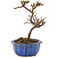 Cotoneaster horizontalis, 13 cm, ± 5 Jahre alt