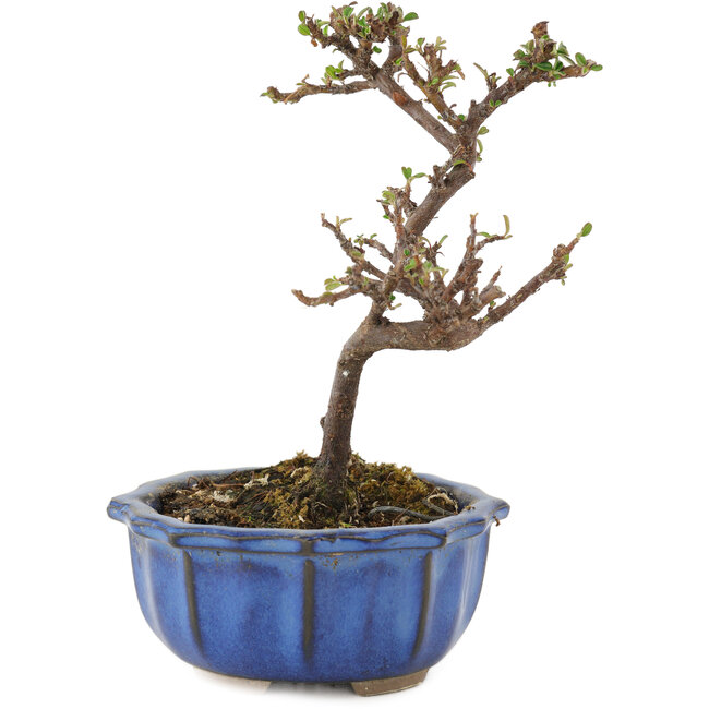 Cotoneaster horizontalis, 13 cm, ± 5 years old