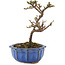 Cotoneaster horizontalis, 13 cm, ± 5 Jahre alt