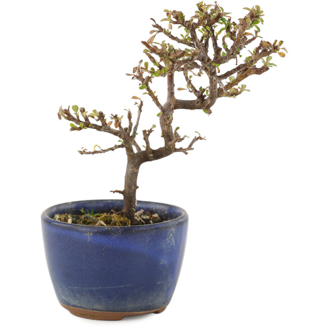 Cotoneaster horizontaleis, 13 cm, ± 5 jaar oud