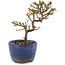 Cotoneaster horizontaleis, 13 cm, ± 5 jaar oud