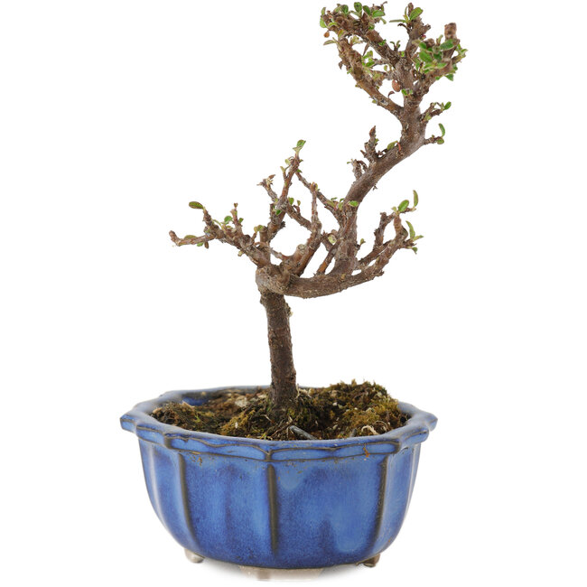 Cotoneaster horizontalis, 13 cm, ± 5 Jahre alt